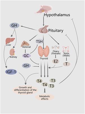 A review of complex hormone regulation in thyroid cancer: novel insights beyond the hypothalamus–pituitary–thyroid axis